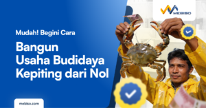 usaha budidaya kepiting